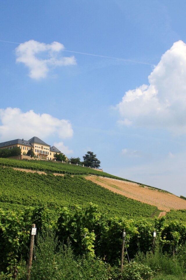 Johannisberg Castle and vineyard (photo: Pixabay)